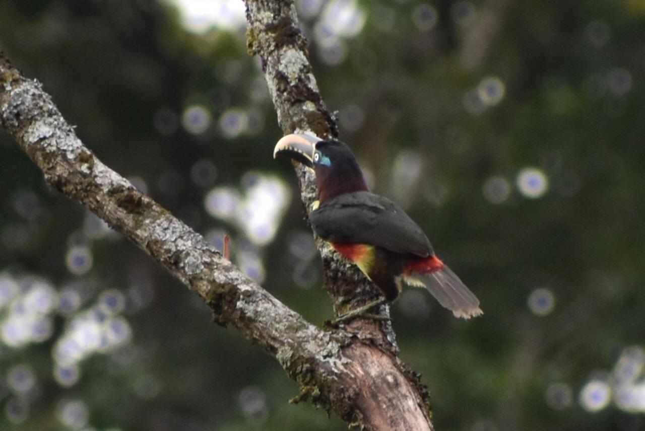 Amuntai Rainforest Lodge Palora エクステリア 写真